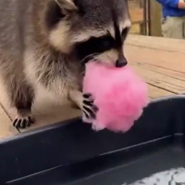 raccoon holding pink cotton candy