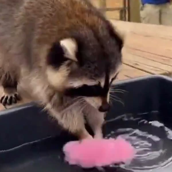 raccoon dunking the cotton candy in water