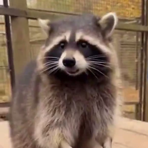 raccoon staring at the camera
